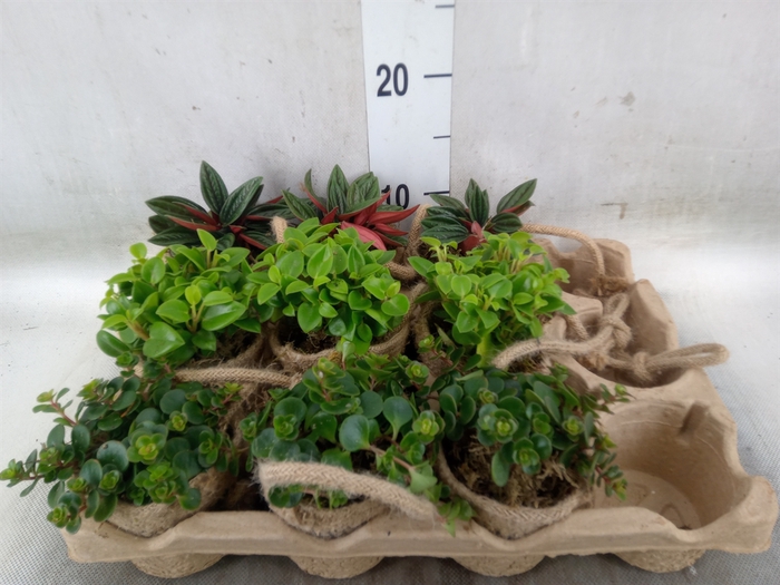 <h4>Arr.   Kamerplant Groen L%</h4>