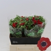 Anemone Galil Rood