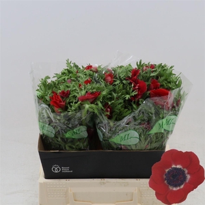 Anemone Galil Rood