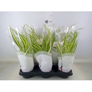 Chlorophytum com. 'Variegatum'