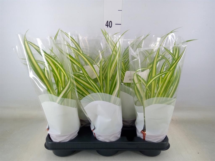 <h4>Chlorophytum com. 'Variegatum'</h4>