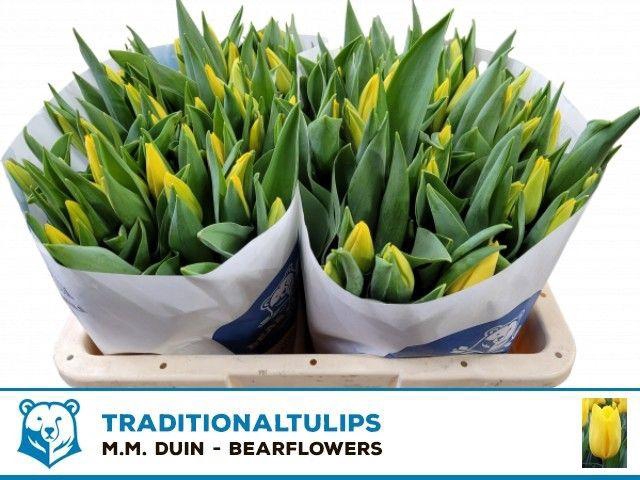 <h4>TU EN STRONG GOLD</h4>