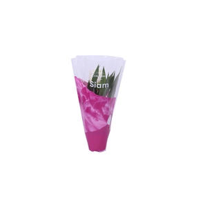 Essential - Curcuma Siam Sisto 12 cm