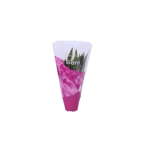 <h4>Essential - Curcuma Siam Sisto 12 cm</h4>