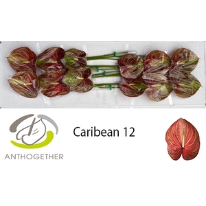 ANTH A CARIBEAN 12