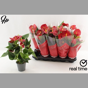 ANTHU AN SUCCESS RED