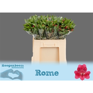 Alstroemeria Rome 40 gram