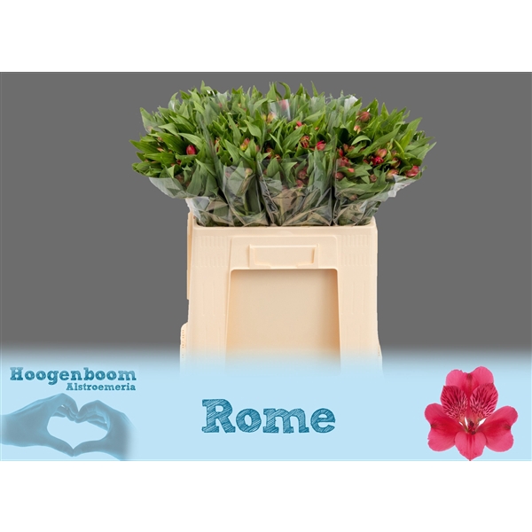 <h4>Alstroemeria Rome 40 gram</h4>