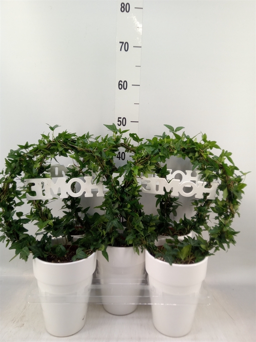 <h4>Hedera   ...green leafed</h4>