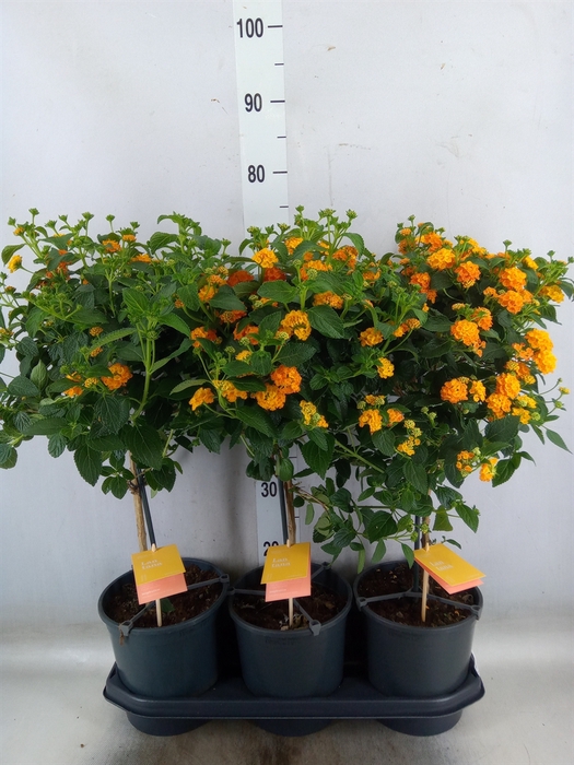 <h4>Lantana camara 'Simon Orange'</h4>