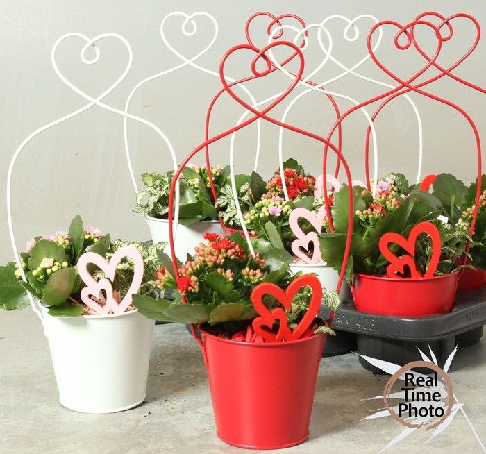 <h4>ARR KAMERPL</h4>