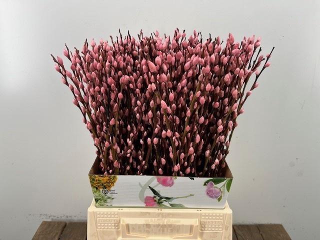 <h4>SALIX OV KLB H%</h4>