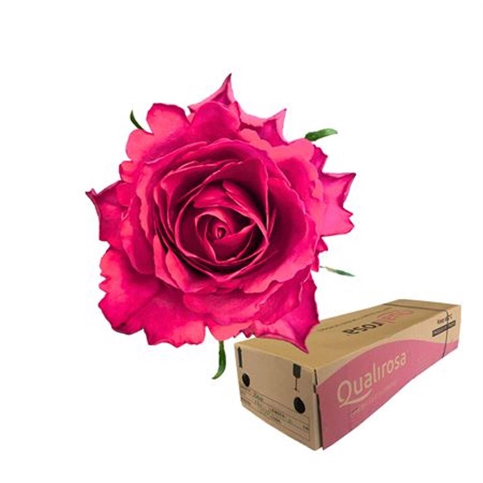 <h4>R Gr Madam Cerise -in box</h4>