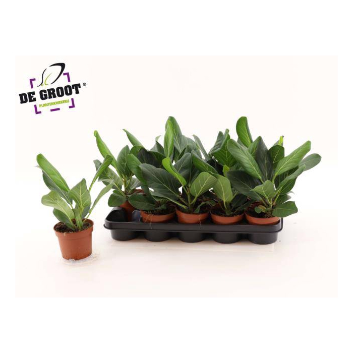 <h4>Ficus Benghalensis Audrey 12Ø 35cm 1pp</h4>