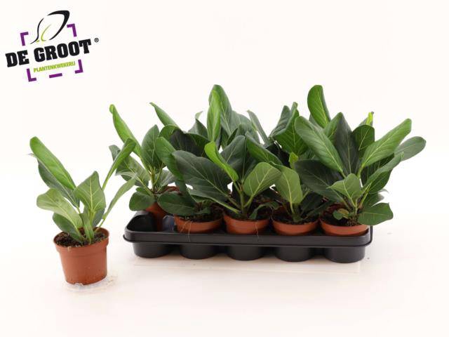 Ficus Benghalensis Audrey 12Ø 35cm 1pp
