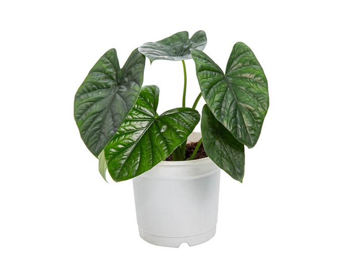 <h4>ALOCASIA LUKIWAN P15</h4>