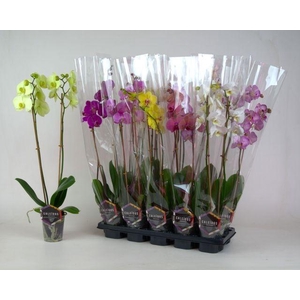 PHAL MIX 2 TAK 60CM