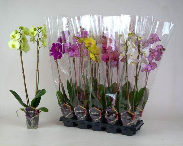 <h4>PHAL MIX 2 TAK 60CM</h4>