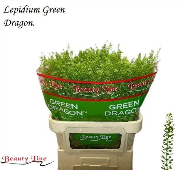 <h4>LEP VI GREEN DRAGON</h4>