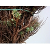 EUPHORBIA SPINOSA MEDIUM 800GR