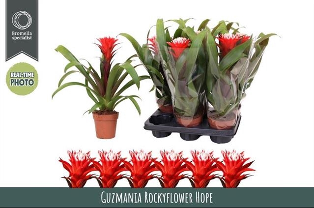 Guzmania Hope 12Ø 43cm