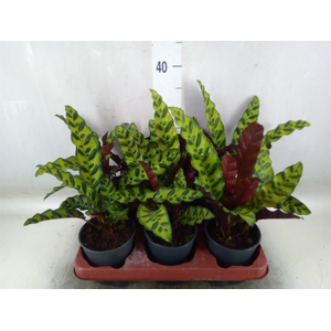 Calathea lancifolia