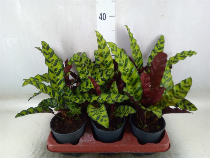 <h4>Calathea lancifolia</h4>