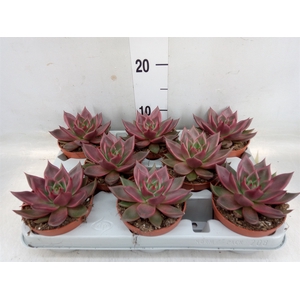 Echeveria   ...