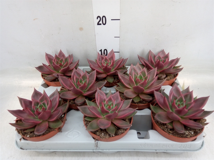 <h4>Echeveria   ...</h4>