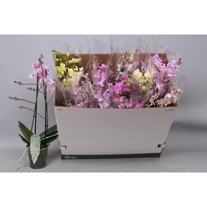 PHAL MF GEM 5 KL