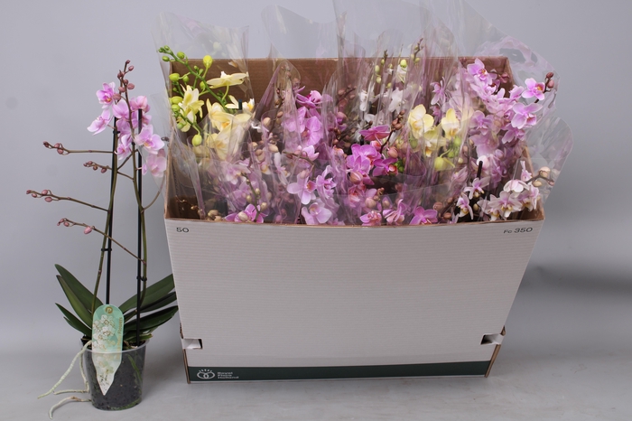 <h4>PHAL MF GEM 5 KL</h4>