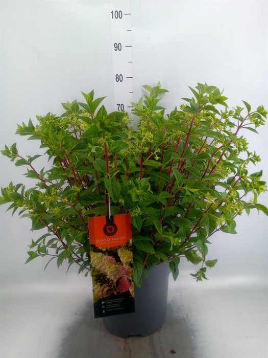 <h4>Hydrangea pan. 'Sundae Fraise'</h4>
