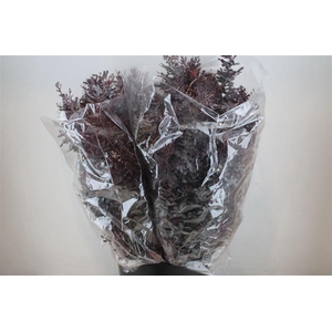 Mimosa Baleana Abs Red P Bunch