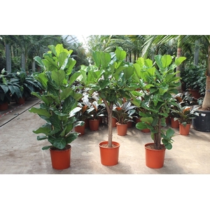 Ficus lyrata