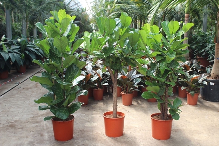 Ficus lyrata