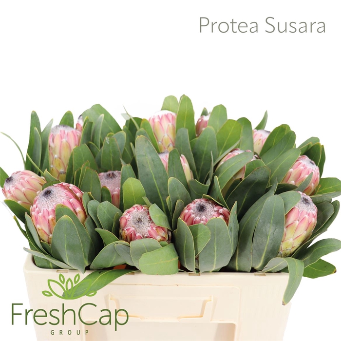 <h4>Protea Susara</h4>