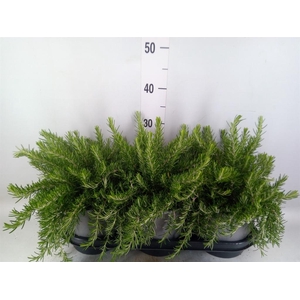 Rosmarinus offi. 'Prostratus'