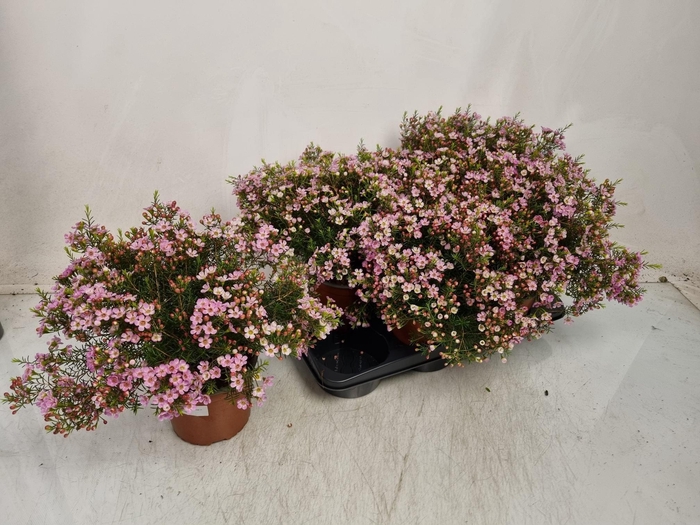 <h4>CHAMEL U OV</h4>