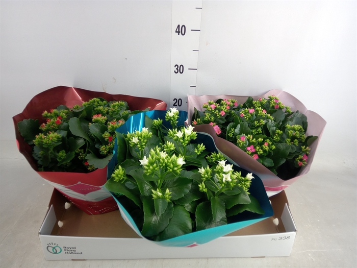 <h4>Kalanchoe blos.   ..mix 5</h4>