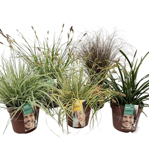 Carex   ...mix