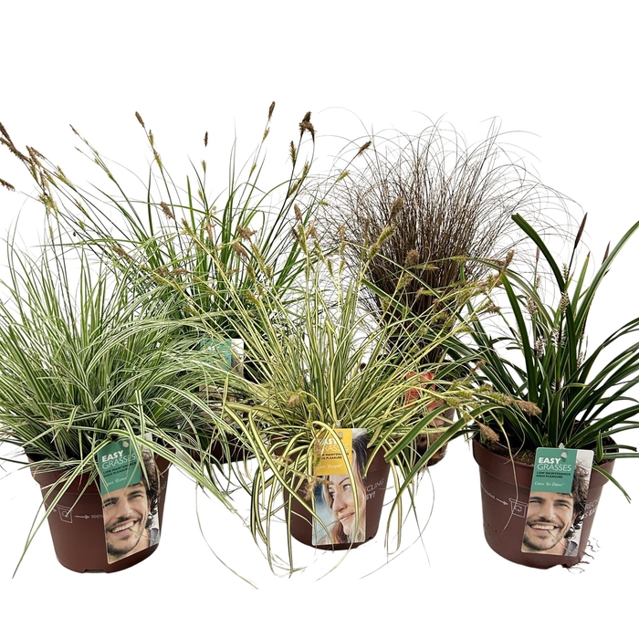 <h4>Carex   ...mix</h4>
