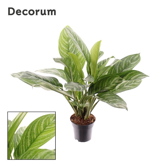 <h4>Aglaonema Stripes (Decorum)</h4>