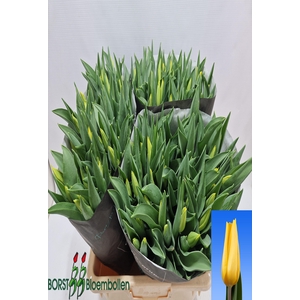 Tulipa si strong gold