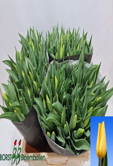 <h4>Tulipa si strong gold</h4>