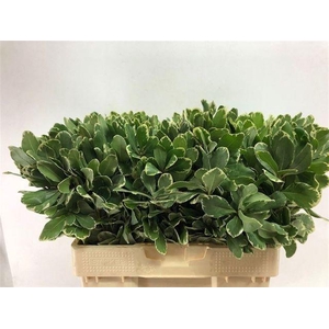 Pittosporum tobira 'Ilan'