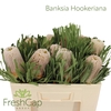 Banksia Hookeriana