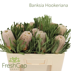 Banksia Hookeriana
