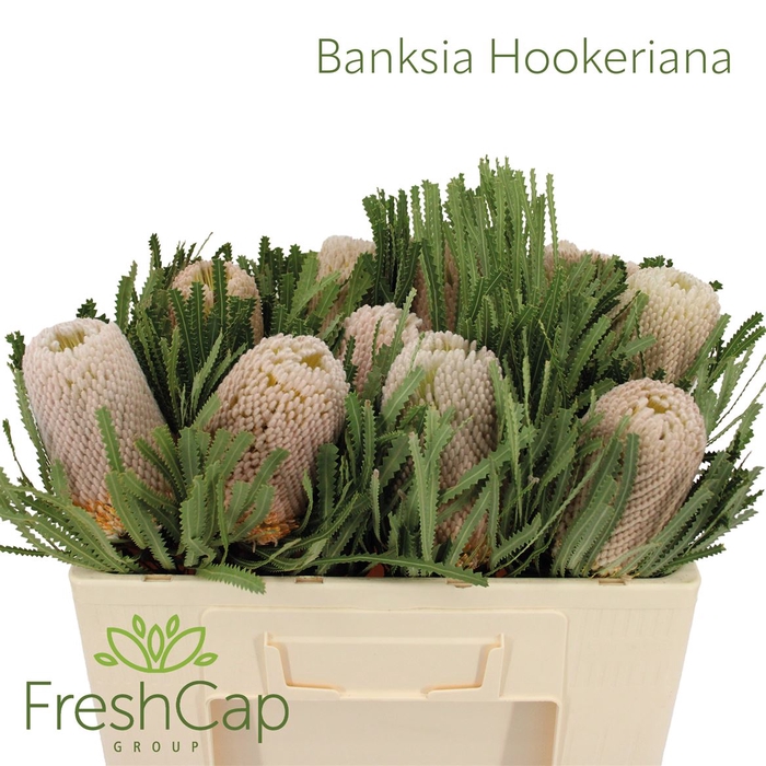 <h4>Banksia Hookeriana</h4>