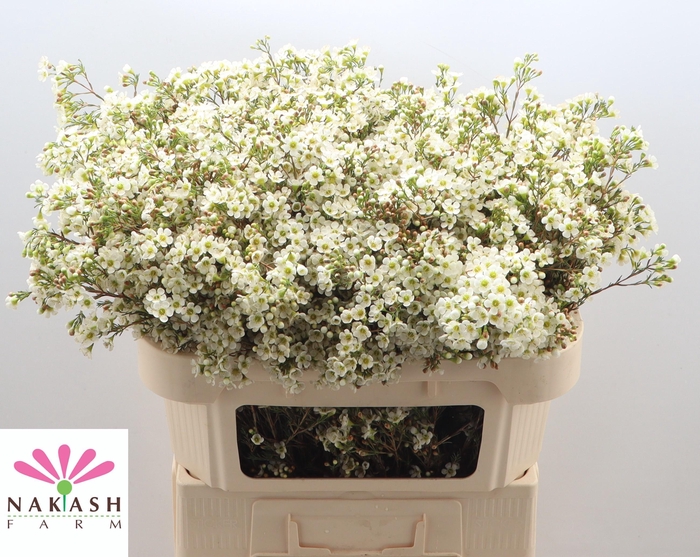 <h4>Cham Un Dawn Pearl</h4>