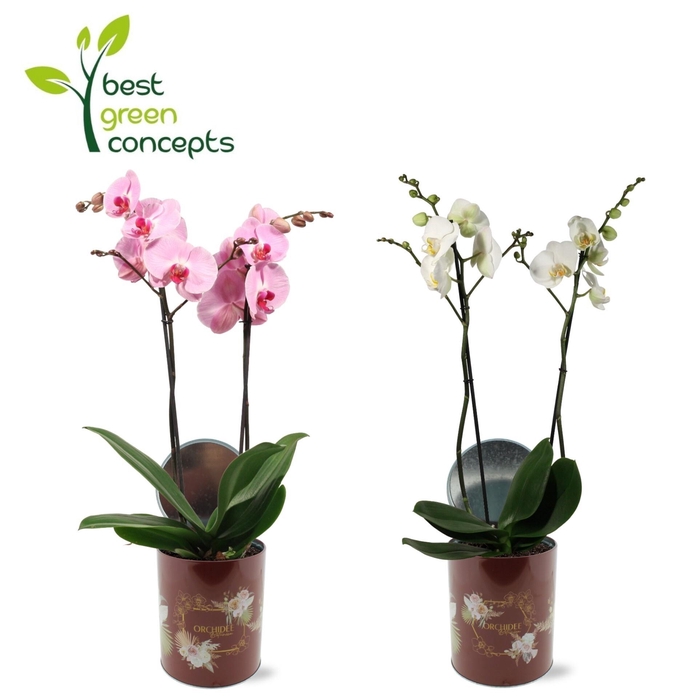 <h4>PHAL GEM 5 KL</h4>
